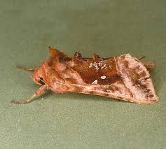 Attēlu rezultāti vaicājumam “Autographa pulchrina”