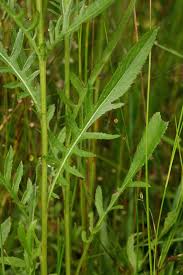 Attēlu rezultāti vaicājumam “Serratula tinctoria”