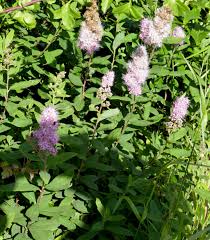 Attēlu rezultāti vaicājumam “Spiraea salicifolia”