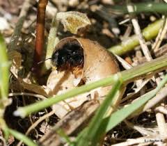 Attēlu rezultāti vaicājumam “Osmia bicolor”