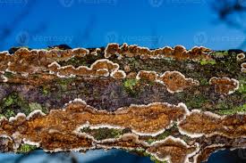 Attēlu rezultāti vaicājumam “Cylindrobasidium evolvens”