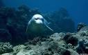 Hawaiian Monk Seals Monachus schauinslandi at MarineBio