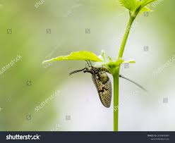 Attēlu rezultāti vaicājumam “Ephemera sp.”