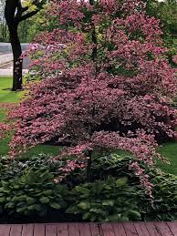 Attēlu rezultāti vaicājumam “Fagus sylvatica flower”