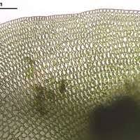 Attēlu rezultāti vaicājumam “Polytrichastrum longisetum”