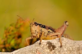 Attēlu rezultāti vaicājumam “Podisma pedestris”