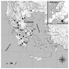 Attēlu rezultāti vaicājumam “Protapion sp.”