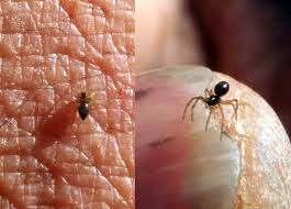 Attēlu rezultāti vaicājumam “Linyphiidae”