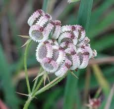 Attēlu rezultāti vaicājumam “Pastinaca sativa subsp. sylvestris flower”
