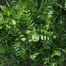 Attēlu rezultāti vaicājumam “Vicia sepium leaf”