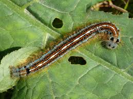 Attēlu rezultāti vaicājumam “Malacosoma neustria”