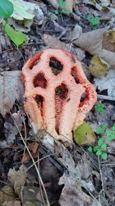 Attēlu rezultāti vaicājumam “Clathrus ruber”