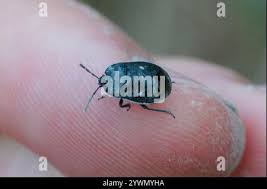 Attēlu rezultāti vaicājumam “Adomerus biguttatus”