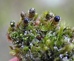 Attēlu rezultāti vaicājumam “Jungermannia sphaerocarpa”