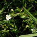 Attēlu rezultāti vaicājumam “Stellaria crassifolia”