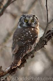 Attēlu rezultāti vaicājumam “Aegolius funereus adult”