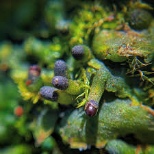 Attēlu rezultāti vaicājumam “Aneura pinguis”