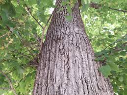 Attēlu rezultāti vaicājumam “Tilia platyphyllos subsp. platyphyllos”