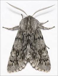 Attēlu rezultāti vaicājumam “Brachionycha nubeculosa”