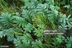 Attēlu rezultāti vaicājumam “Argentina anserina leaf”