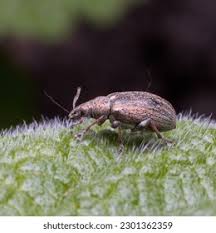 Attēlu rezultāti vaicājumam “Phyllobius”