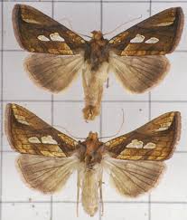 Attēlu rezultāti vaicājumam “Plusia festucae”