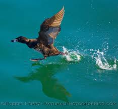 Image result for Melanitta perspicillata