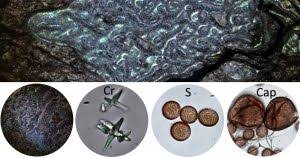 Attēlu rezultāti vaicājumam “Didymium serpula”