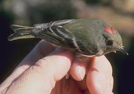 Attēlu rezultāti vaicājumam “Regulus regulus”