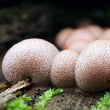 Attēlu rezultāti vaicājumam “Lycogala miserum spores”