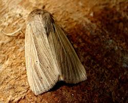 Attēlu rezultāti vaicājumam “Mythimna sp.”