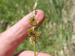 Attēlu rezultāti vaicājumam “Carex lasiocarpa male flower”