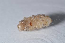 Attēlu rezultāti vaicājumam “Syrphus sp. larva”