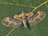 Attēlu rezultāti vaicājumam “Eupithecia linariata”