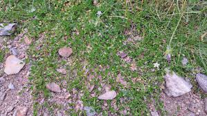 Attēlu rezultāti vaicājumam “Arenaria procera leaf”