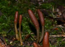 Attēlu rezultāti vaicājumam “Cordyceps ophioglossoides”