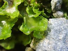 Attēlu rezultāti vaicājumam “Licea pusilla”