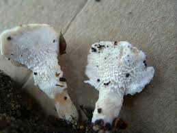 Attēlu rezultāti vaicājumam “Sistotrema confluens”