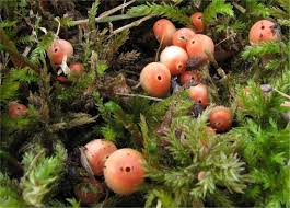 Attēlu rezultāti vaicājumam “Microstoma protracta”