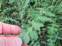 Attēlu rezultāti vaicājumam “Sisymbrium volgense leaf”