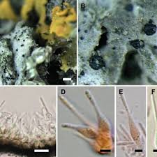 Attēlu rezultāti vaicājumam “Ombrophila violacea spores”