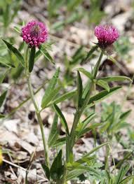 Attēlu rezultāti vaicājumam “Trifolium spadiceum flower”