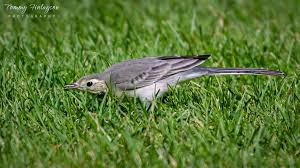 Attēlu rezultāti vaicājumam “Motacilla alba juvenile”