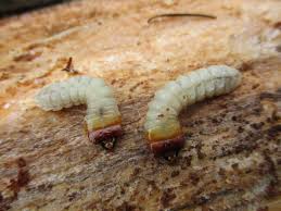 Attēlu rezultāti vaicājumam “Cerambycidae larva”