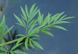 Attēlu rezultāti vaicājumam “Cicuta virosa leaf”