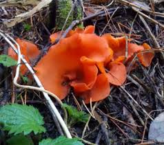 Attēlu rezultāti vaicājumam “Lentaria epichnoa”