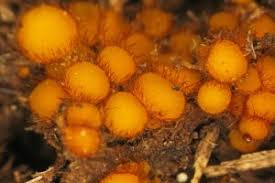 Attēlu rezultāti vaicājumam “Cheilymenia stercorea”