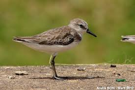 Image result for Calidris pusilla