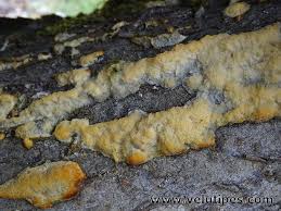 Attēlu rezultāti vaicājumam “Oxyporus corticola”