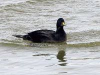 Attēlu rezultāti vaicājumam “Melanitta nigra”